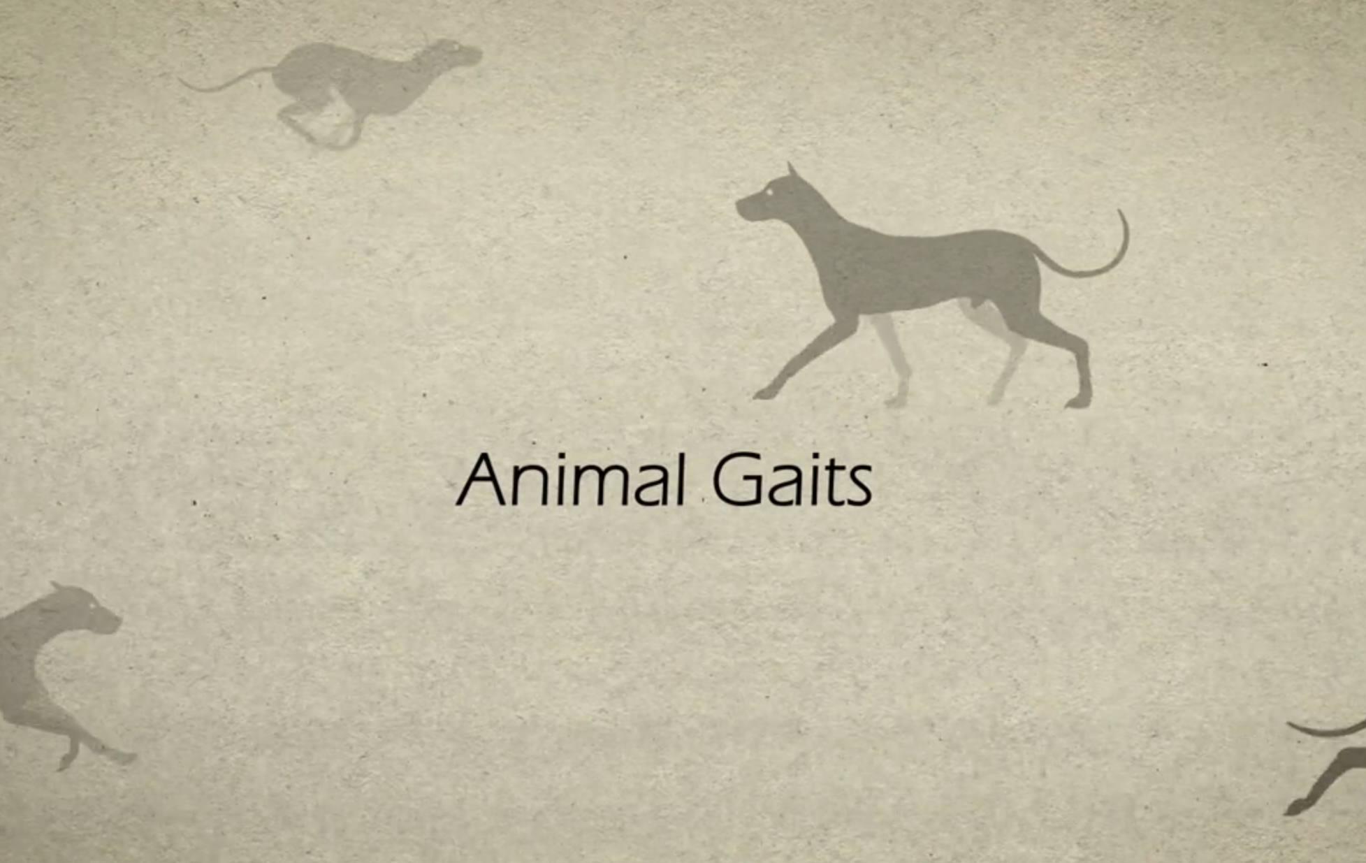 Animal Gaits for Animators by Stephen Cunnane